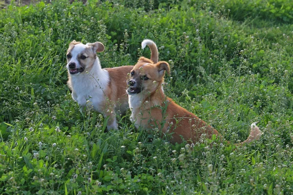 Cachorros Bonitos Natureza — Fotografia de Stock