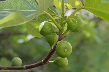 İncir ağacı ve yeşil meyveler
