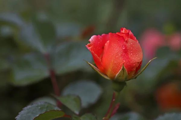 Rosafarbene Rosenblüte Garten — Stockfoto
