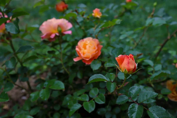 Růžové Květy Růží Zahradě — Stock fotografie