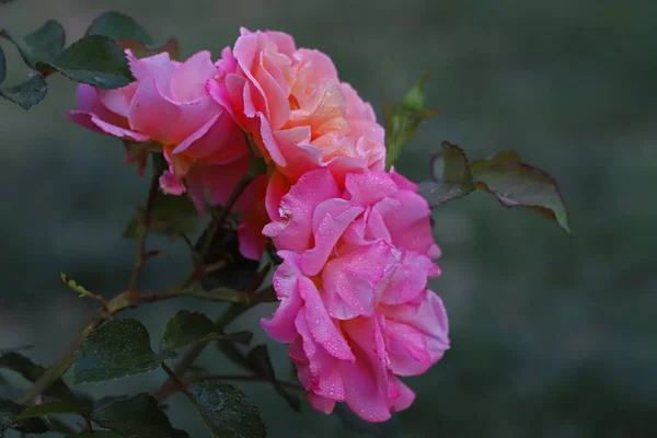 Розовый Цветок Розы Саду — стоковое фото