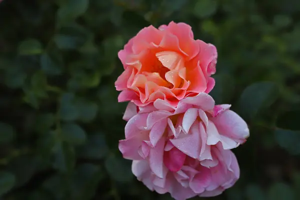 Rosafarbene Rosenblüte Garten — Stockfoto