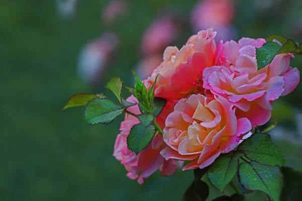Růžové Květy Růží Zahradě — Stock fotografie
