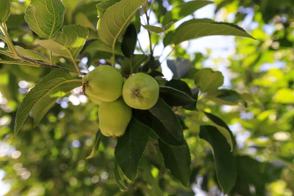 Manzanas Verdes Aún Maduras Árbol — Foto de Stock
