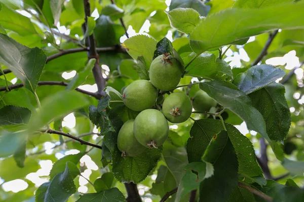 Manzanas Verdes Aún Maduras Árbol — Foto de Stock