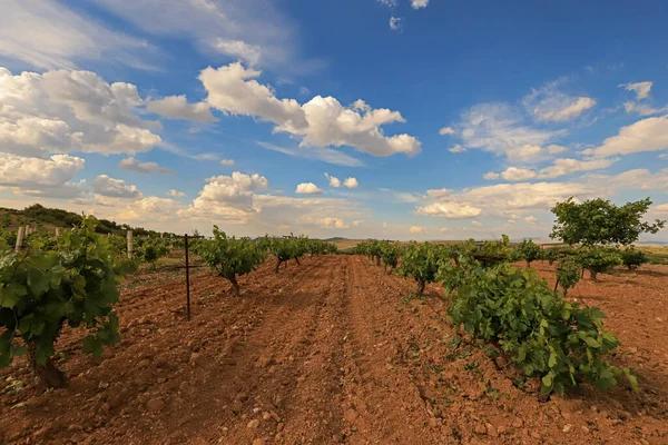 Viñedos Turquía Provincia Denizli — Foto de Stock