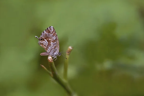 Borboleta Zebra Sarda Bronze Gerânio — Fotografia de Stock