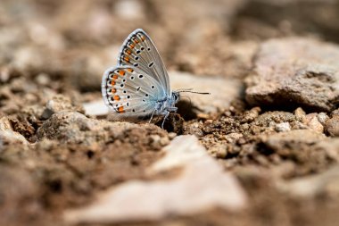 Kahverengi gözlü kelebek / Plebejus modicus ve yerde mineraller