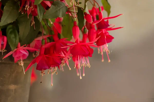 Bela Planta Fuchsia Flores Cor Rosa Brancas Roxas — Fotografia de Stock