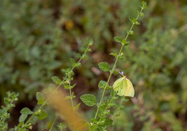 Kleopatra Kelebeği / Gonepteryx Kleopatra
