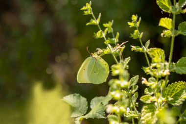 Kleopatra Kelebeği / Gonepteryx Kleopatra