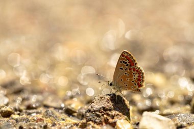 Çokgözlü Kahverengi Kelebek / Polyommatus agestis