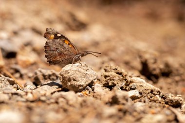 Ilembik Kelebek / Libythea Celtis