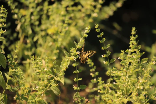 Papillon Hirondelle Sur Plante Papilio Machaon — Photo