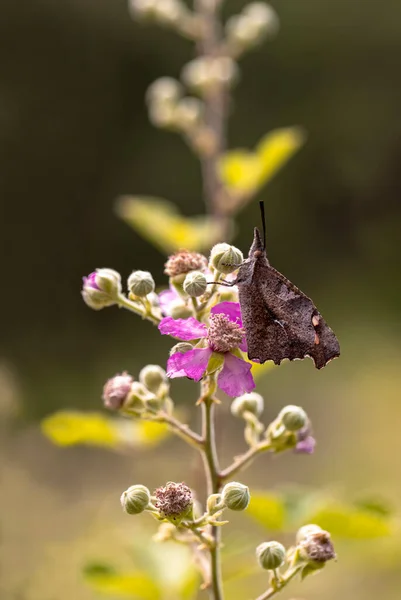 Itlembik Borboleta Líbia — Fotografia de Stock