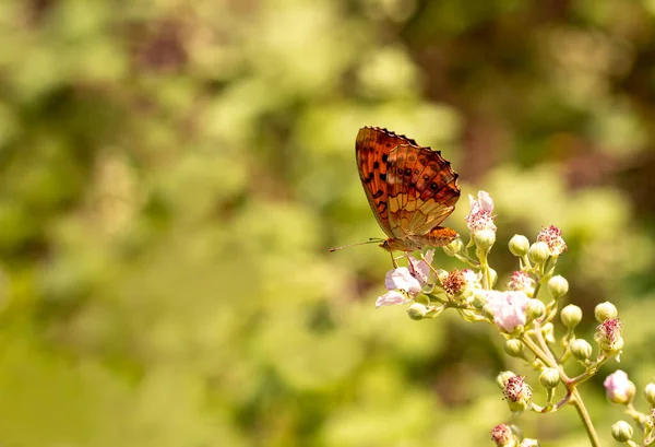 Mariposa Birente Mora Brenthis Daphne — Foto de Stock