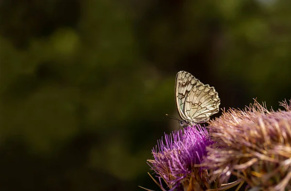 Анатолийская Бабочка Мели Melanargia Larissa — стоковое фото