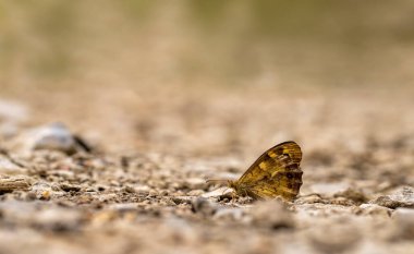Karanlık Orman Anıtı Kelebeği / Pararge aegeria