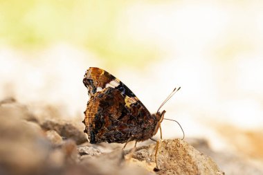 Atalanta Kelebeği / Kızıl Amiral / Vanessa Atalanta