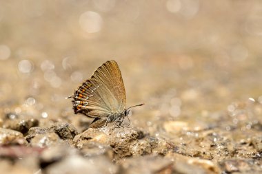 Büyük Sevbeni kelebeği / Satyrium ilicis yerde mineral topluyor.