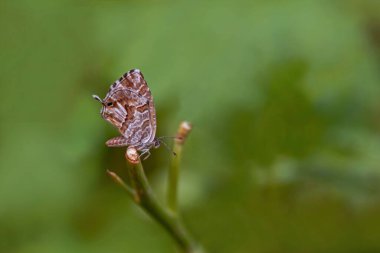 Sardunya Zebra Kelebeği / Geranium bronzu