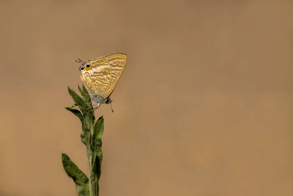 Lampides Butterfly Lampides Boeticus — Stock Photo, Image