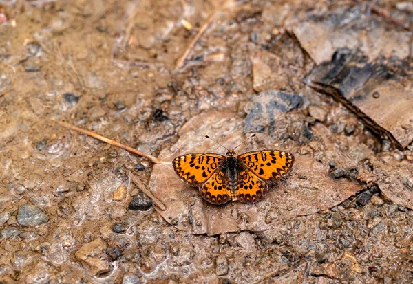 Bela Borboleta Iparhan Chão Melitaea Syriaca — Fotografia de Stock