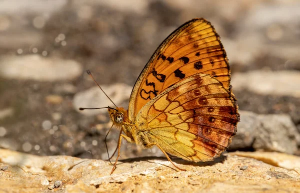 Borboleta Birent Amora Preta Brenthis Daphne — Fotografia de Stock