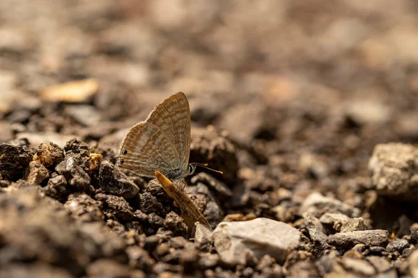 Lampídeos Borboleta Lampides Boeticus — Fotografia de Stock