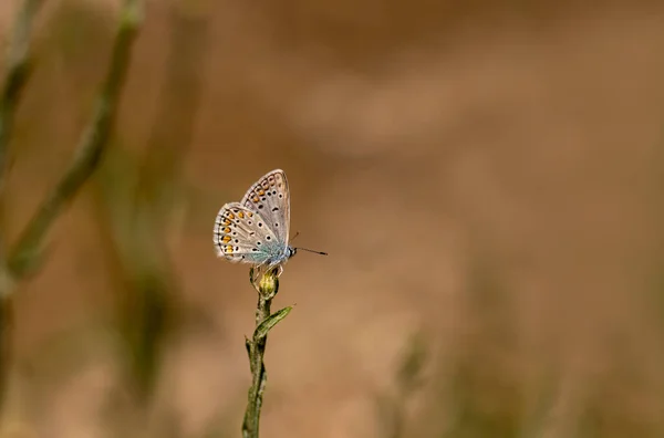 Polygocal Blue Butterfly Polyommatus Icarus Plant — 스톡 사진