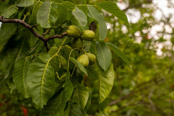 Nueces Verdes Frescas Nogal — Foto de Stock