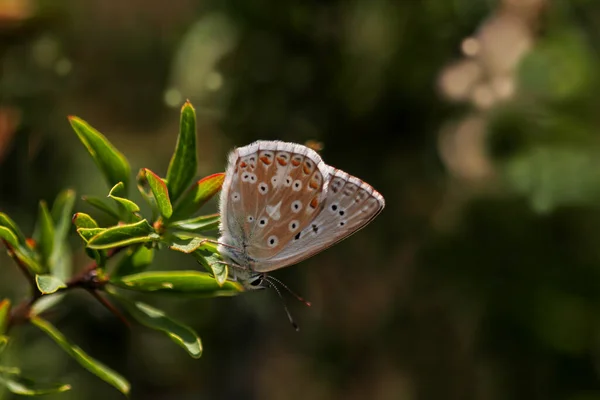 Polygocal Anatolian Freckle Polyommatus Ossmar — 스톡 사진