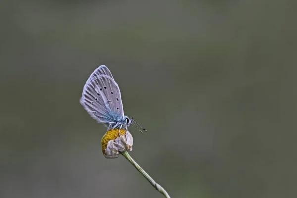 Papillon Iikarmon Aux Yeux Multiples Polyommatus Iphicarmon — Photo