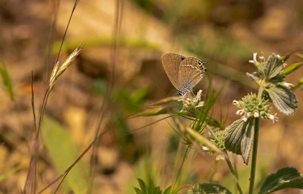 Sevbeni Butterfly Satyrium Abdominalis Plant — Stock Photo, Image