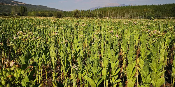 Tobacco flower and tobacco field