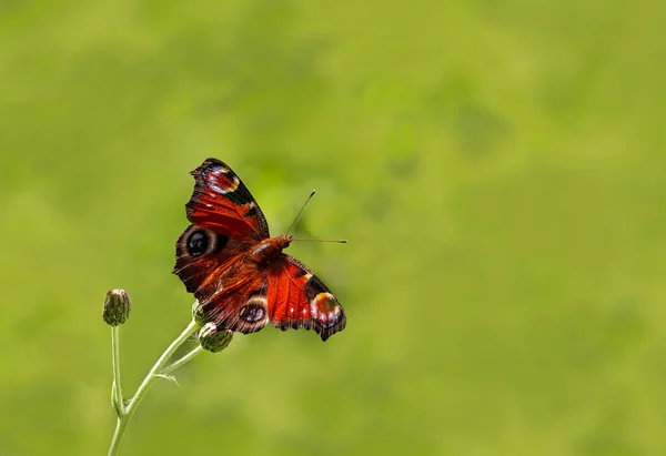 Peacock Butterfly Its Wings Spread Plant Inachis — Stock Photo, Image