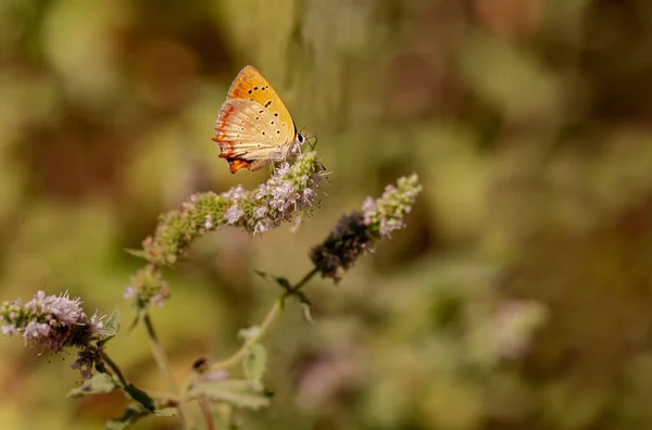 Ottoman Fire Butterfly Plant Lycaena Ottomanus — Stock Photo, Image