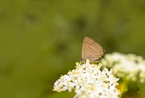 Borboleta Carvalho Roxo Quercusia Quercus — Fotografia de Stock