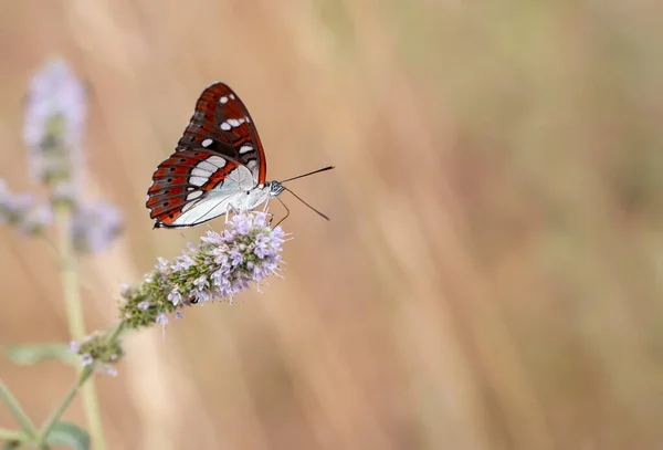 Geißblatt Schmetterling Limenitis Reducta — Stockfoto