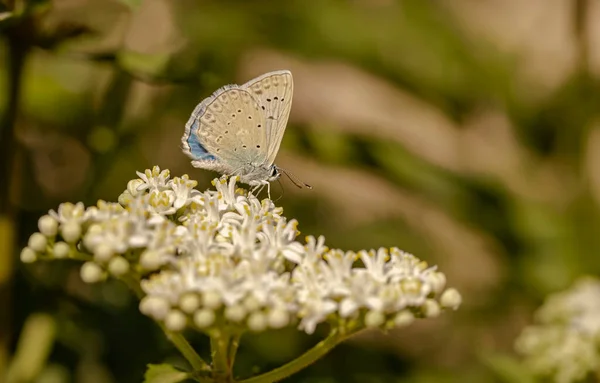 Mehräugiger Dafnis Falter Polyommatus Daphnis — Stockfoto