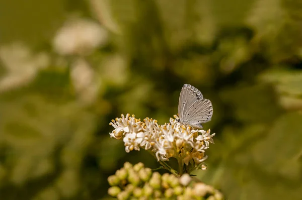 Papillon Bleu Sacré Celastrina Argiolus — Photo