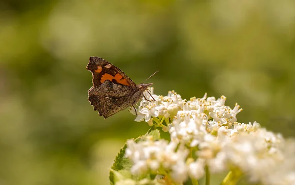 Borboleta Morango Célice Líbano — Fotografia de Stock