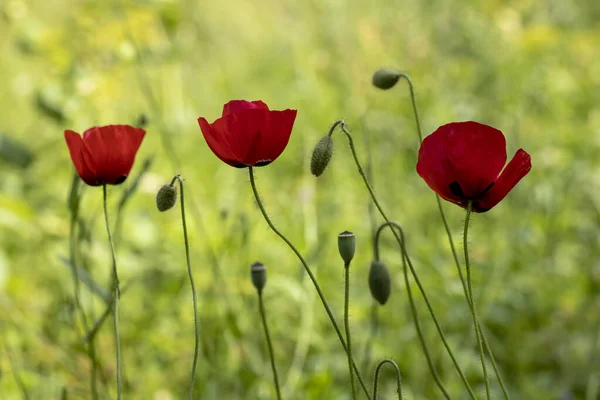 Цветок Мака Papaver Rhoeas Papaveraceae — стоковое фото