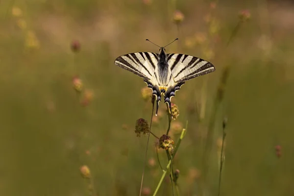 Pflaumenschwalbenschwanz Schmetterling Mit Ausgebreiteten Flügeln Der Pflanze Iphiclides Podalirius — Stockfoto