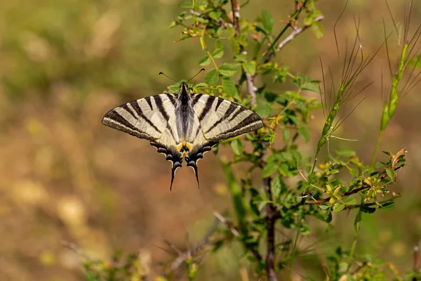 Pflaumenschwalbenschwanz Schmetterling Mit Ausgebreiteten Flügeln Der Pflanze Iphiclides Podalirius — Stockfoto