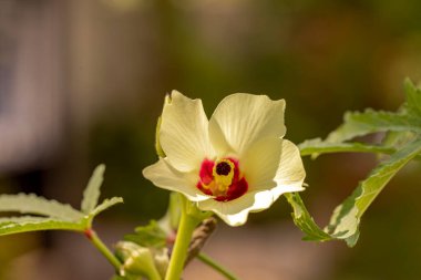 Bamya çiçeğini kapat. Güzel sarı bamya çiçeği..