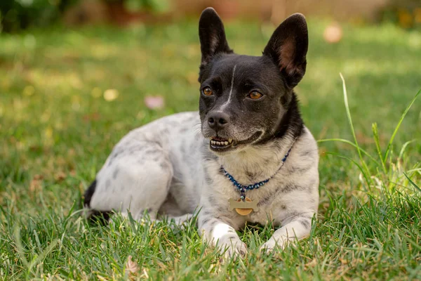 Leuk Hondje Zwart Wit Kleuren Liggend Het Gras — Stockfoto