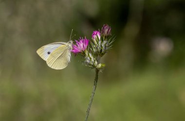 Büyük Beyaz Melek Kelebeği / Pieris Sütyen