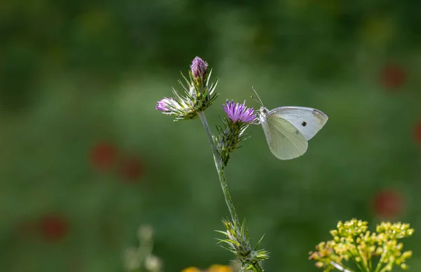 Little White Angel Butterfly Pieris Rapae — Stock Photo, Image