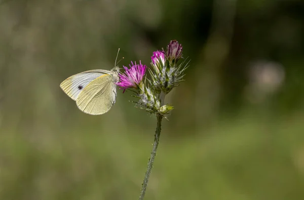 Großer Weißer Engelschmetterling Pieris Brassicae — Stockfoto